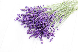 Lavender Flowers for Essential Oils